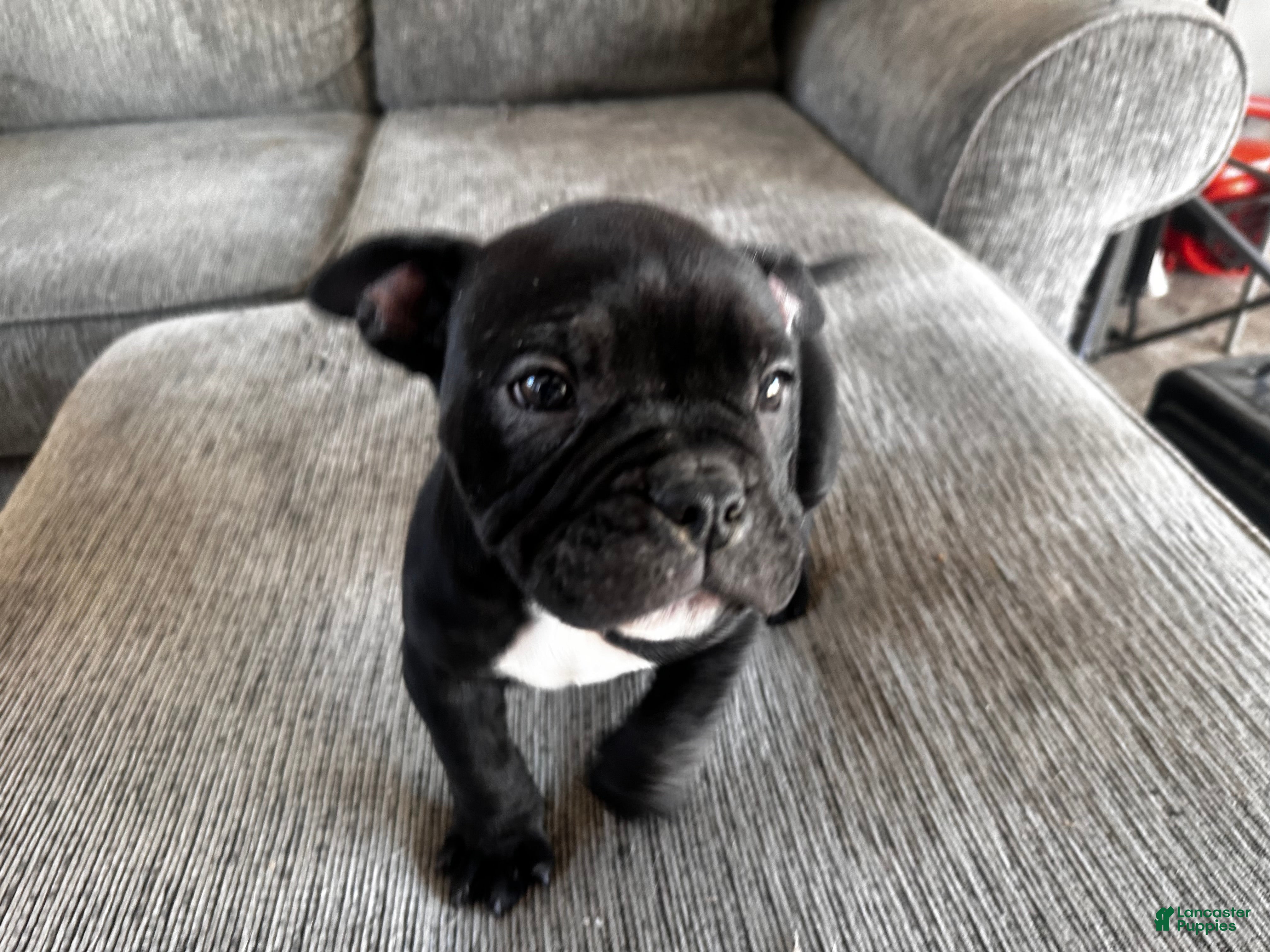 Mixed Breed dogs all black, white chest bully - Ad 34