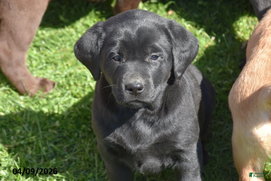 Labrador Retriever dogs Makiah - Ad 2