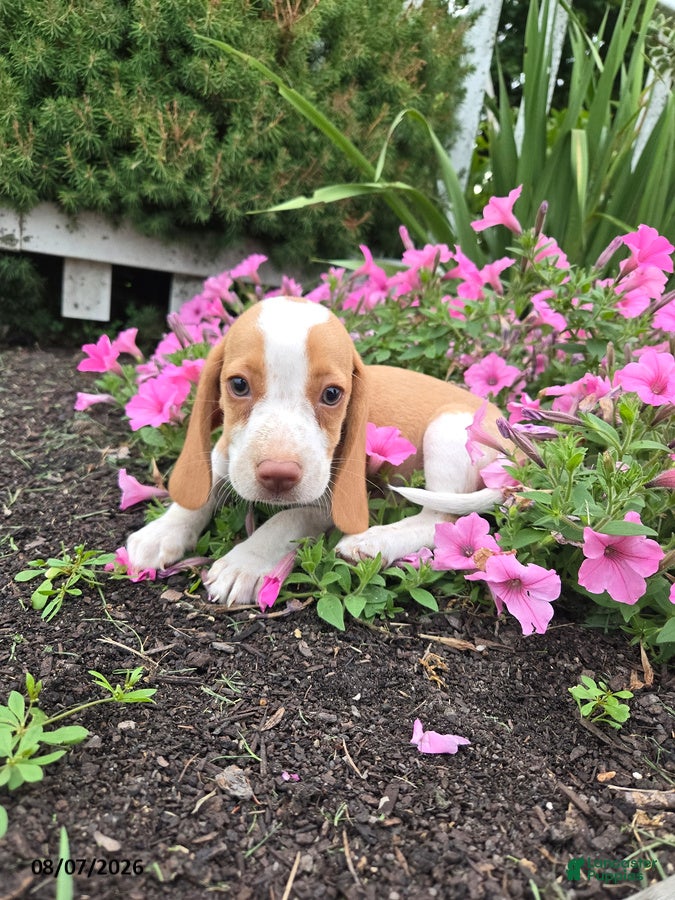 Beagle dogs Princess - Ad 1