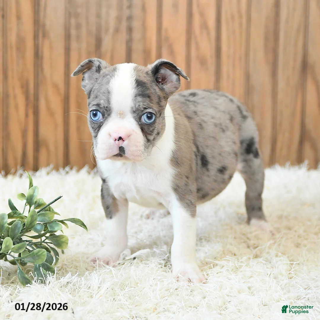 Boston Terrier dogs for sale: Master - Ad 3