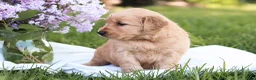 Golden Retriever dogs for sale: Golden Retriever Puppy 5 - Ad 6