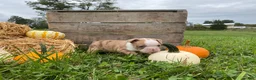 Boston Terrier dogs for sale: Maple - Ad 3