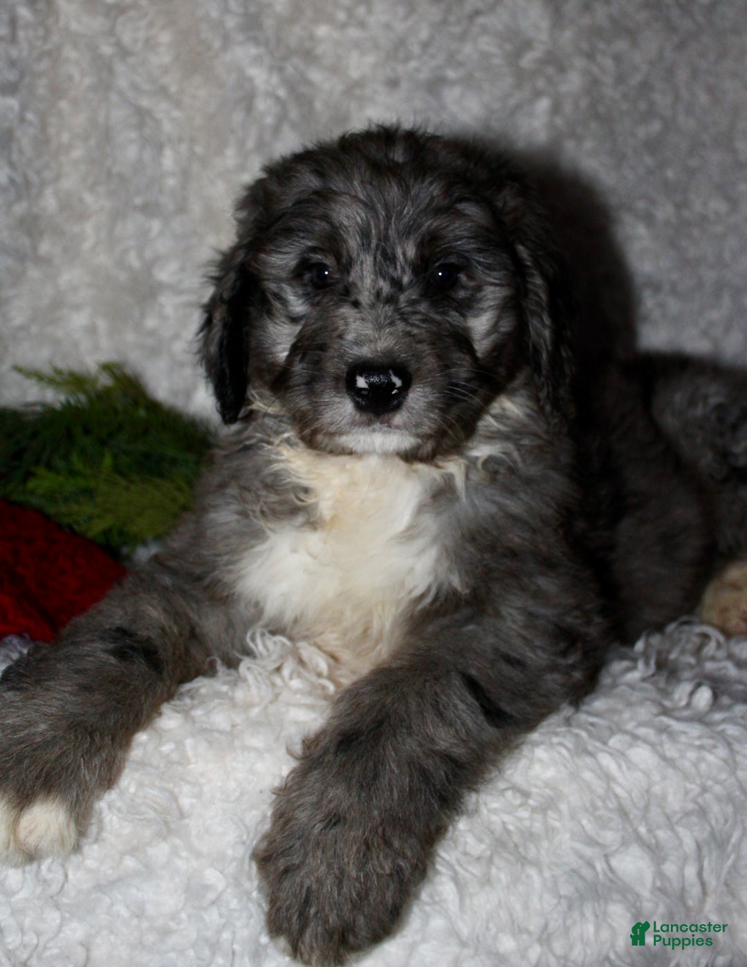 Bernedoodle dogs for sale: Cody - Ad 3