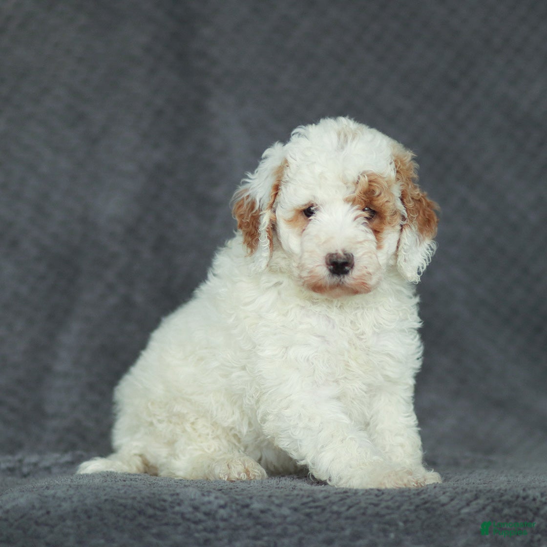 Mixed Breed dogs Rosy - Ad 41