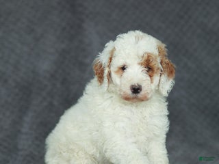 Mixed Breed dogs Rosy - Ad 12