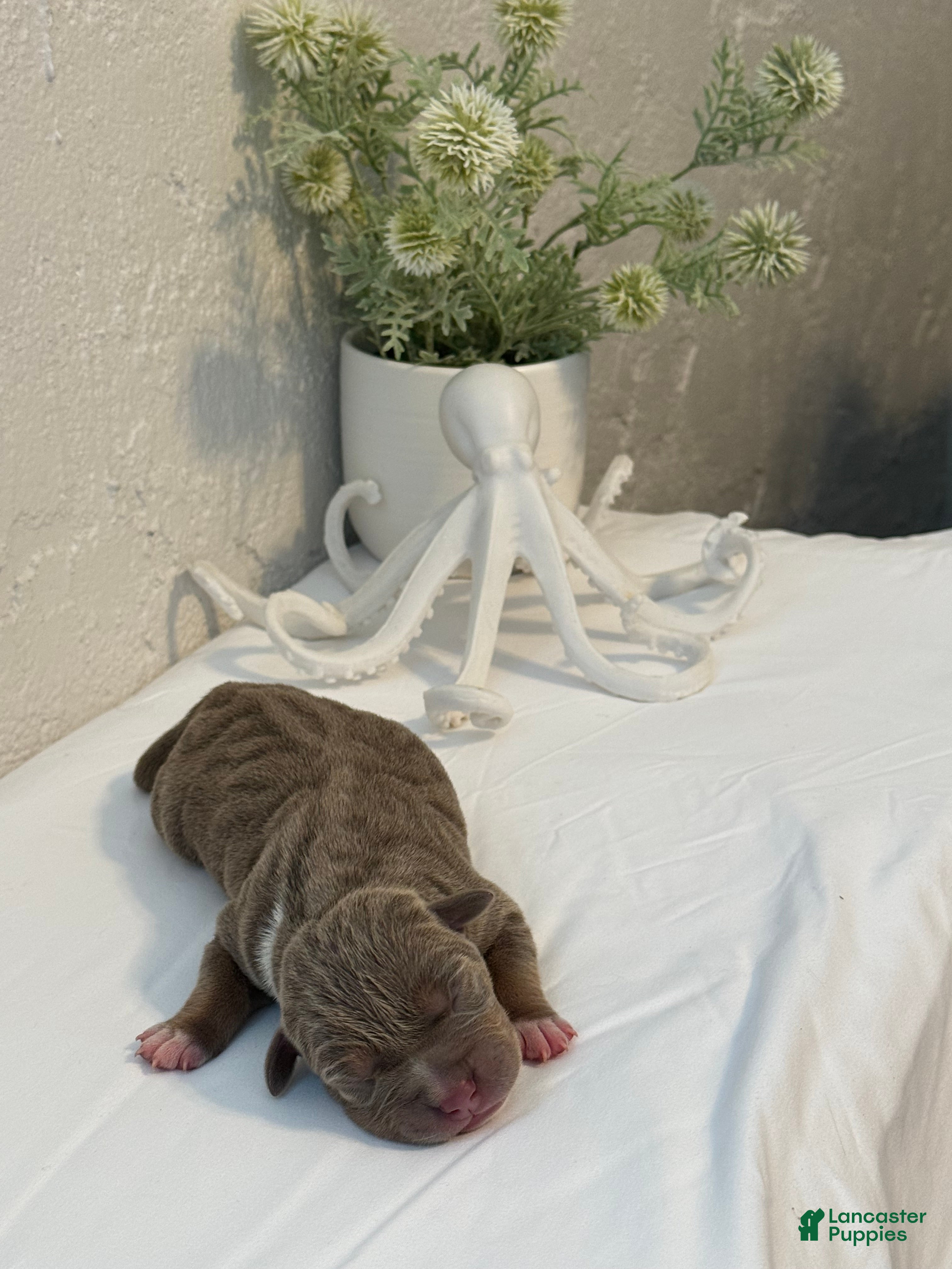 American Bully dogs for sale: Marina - Ad 3