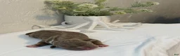 American Bully dogs for sale: Marina - Ad 1