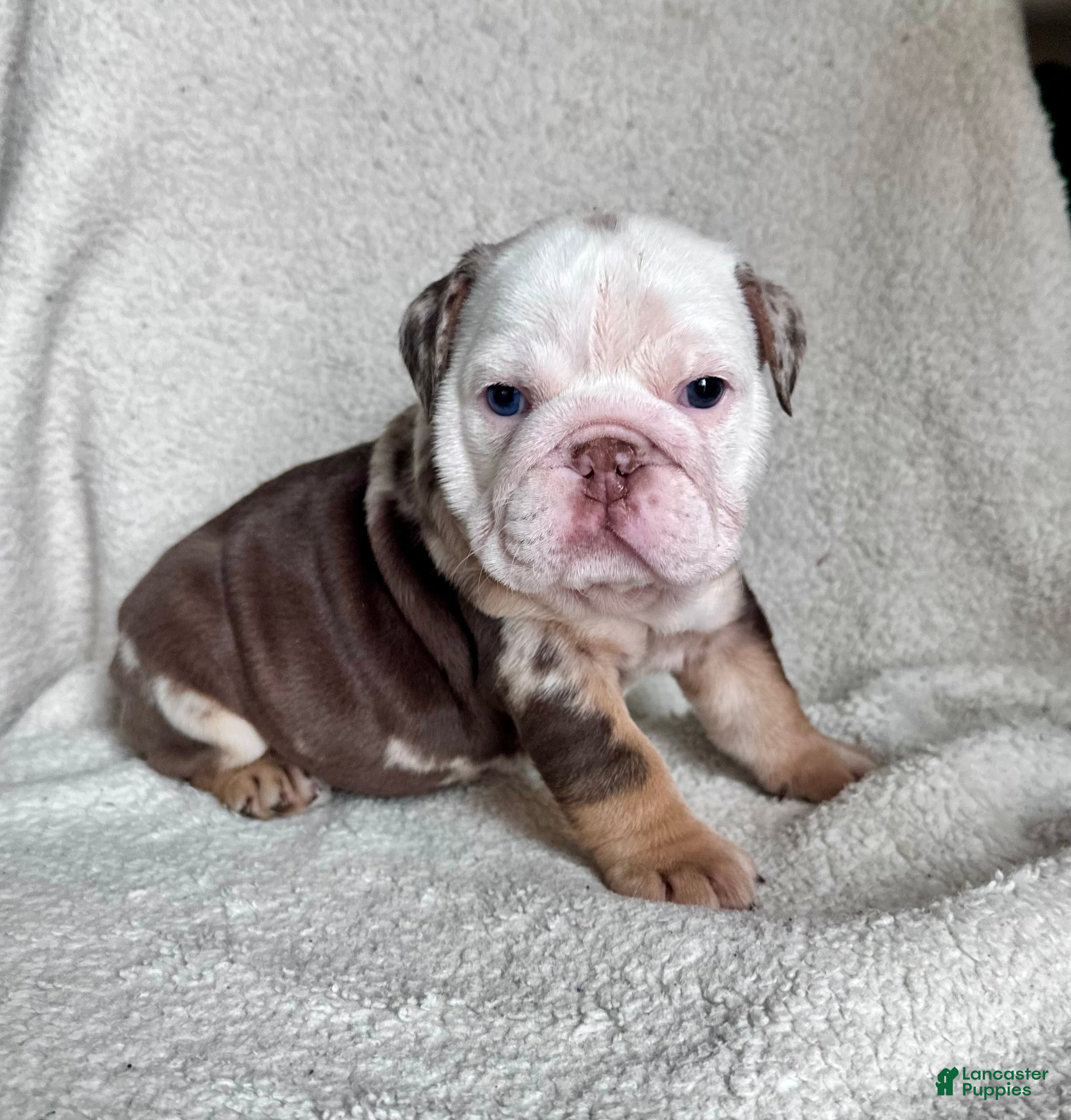 English Bulldog dogs Millie - Ad 42