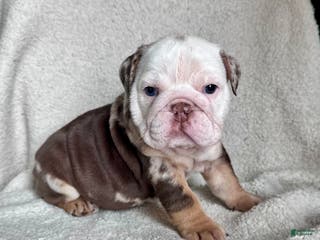 English Bulldog dogs Millie - Ad 40