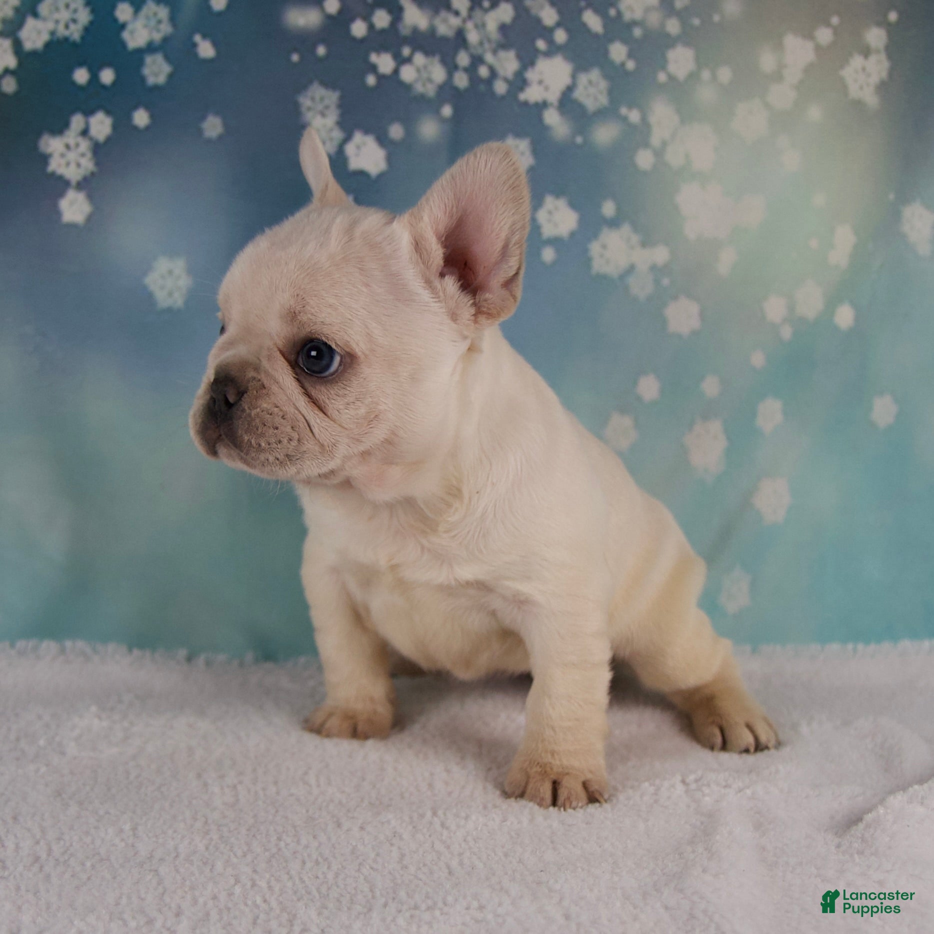 French Bulldog dogs Molly - Ad 2