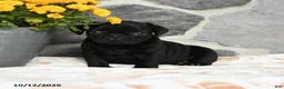 Pug dogs for sale: Bubbles - Ad 5