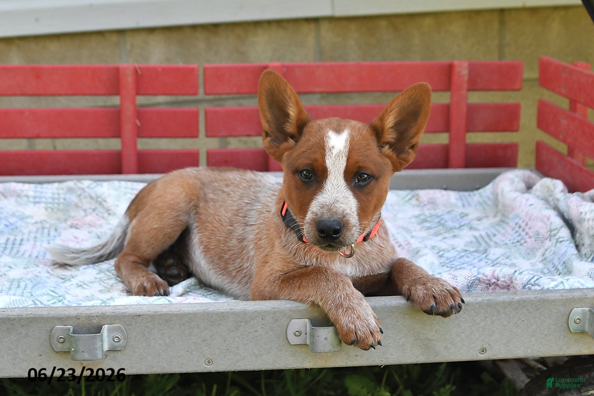 Australian Cattle Dog dogs Peanut Butter - Ad 2