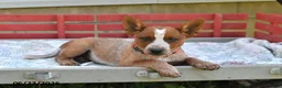 Australian Cattle Dog dogs for sale: Peanut Butter - Ad 2