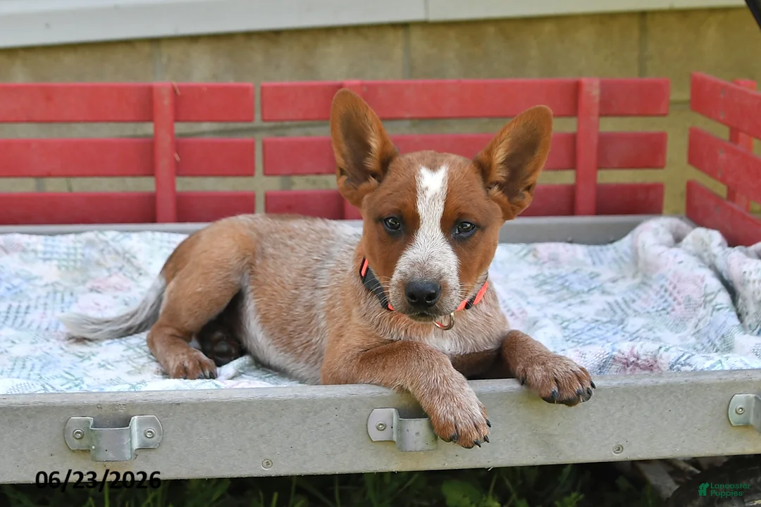 Australian Cattle Dog dogs for sale: Peanut Butter - Ad 2