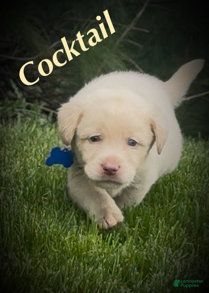 Labrador Retriever dogs Labrador Retriever Puppy 1 - Ad 1