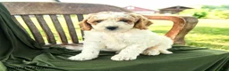 Goldendoodle dogs for sale: Brett - Ad 4