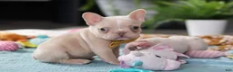French Bulldog dogs for sale: Jared - Ad 7