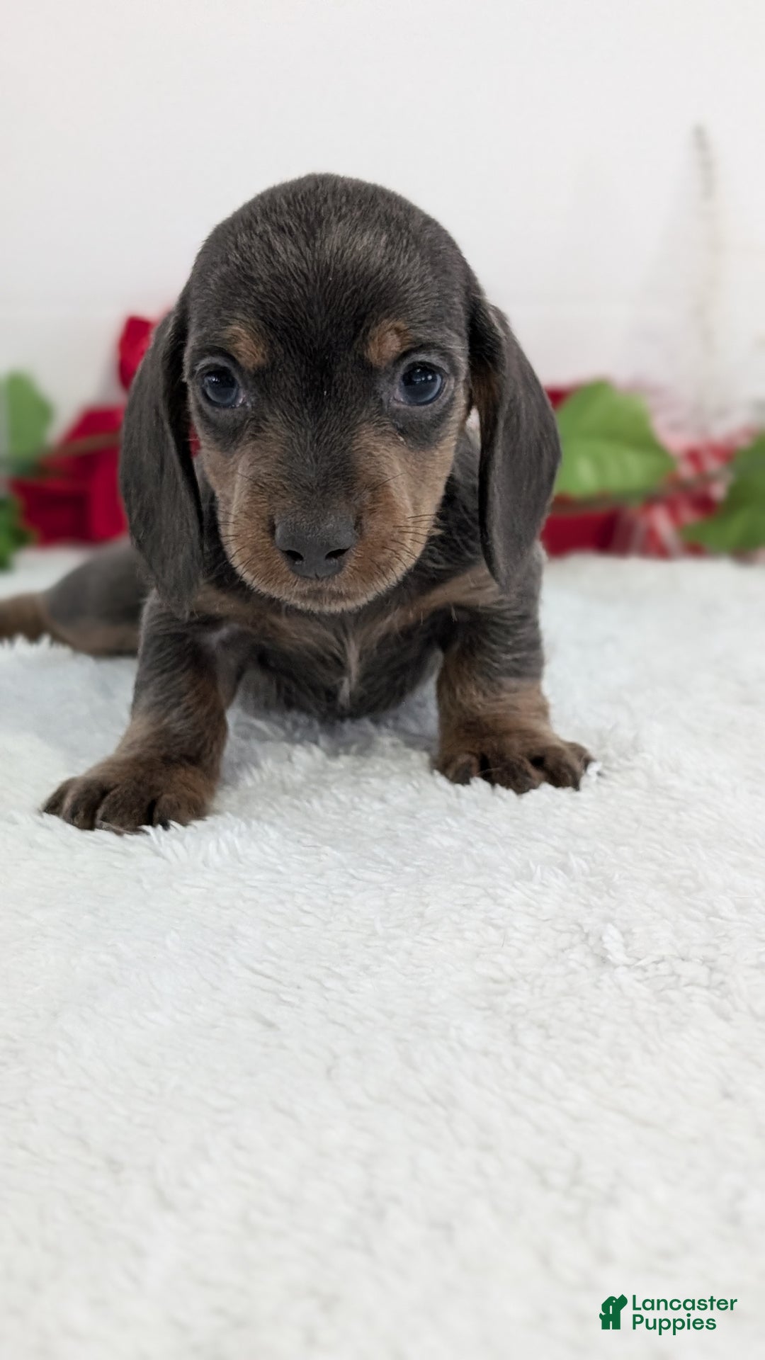 Miniature Dachshund dogs for sale: Xavier - Ad 3