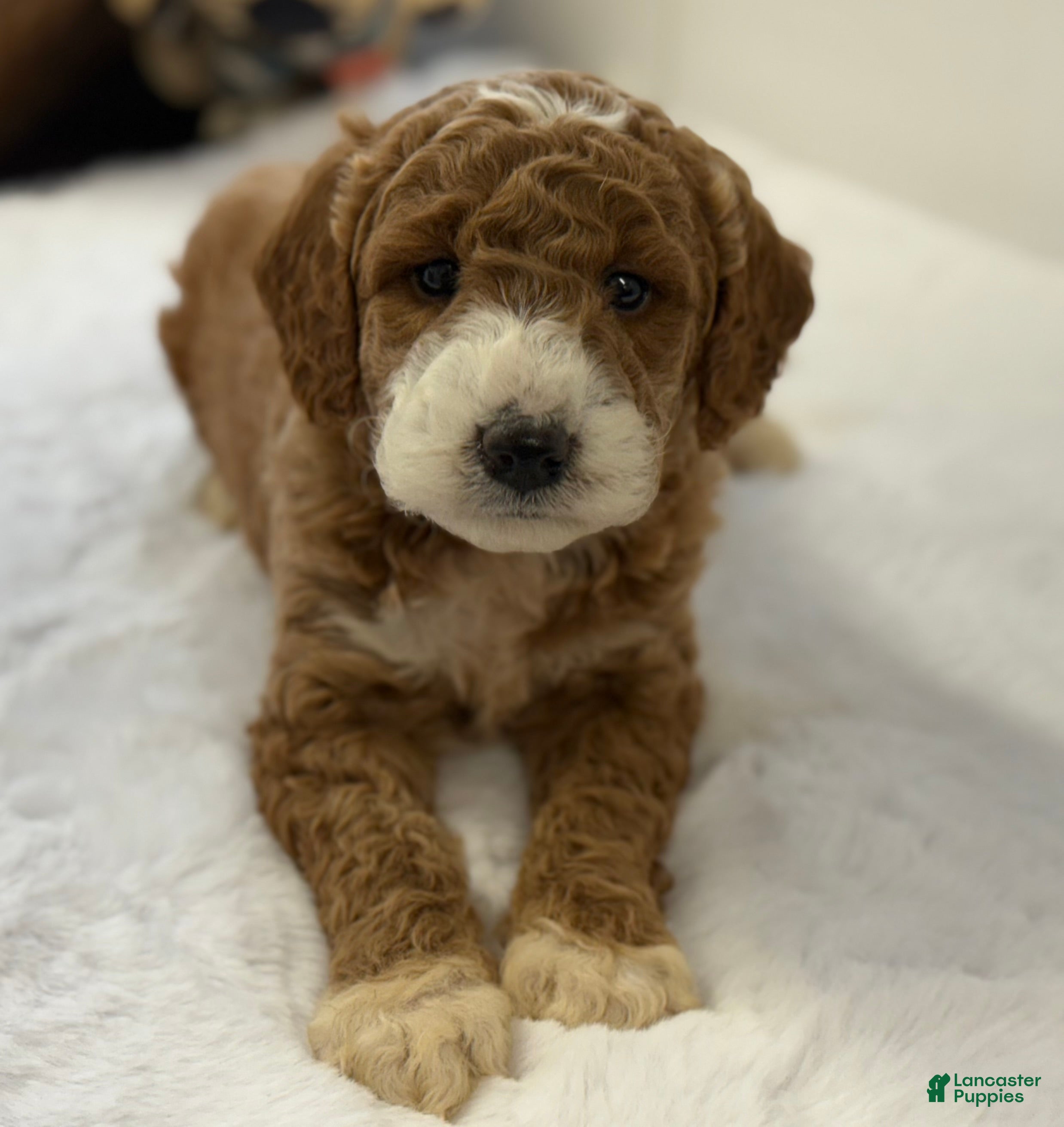 Mini Goldendoodle dogs Silas - Ad 36