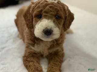 Mini Goldendoodle dogs Silas - Ad 36