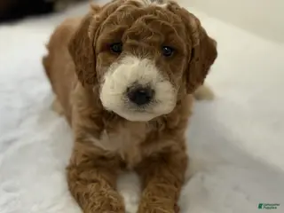 Mini Goldendoodle dogs Silas - Ad 42
