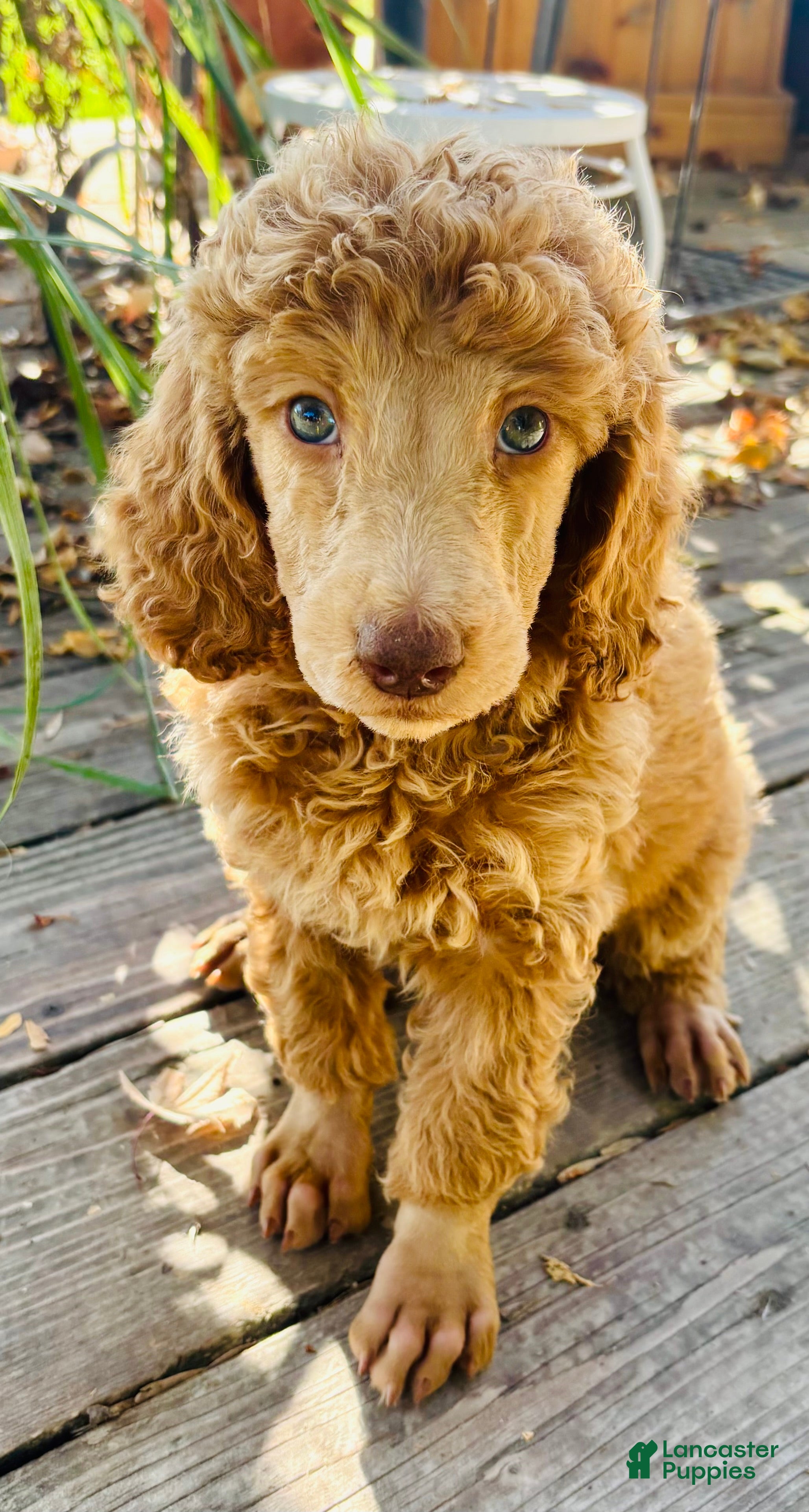 Standard Poodle dogs Standard Poodle 2 Apricot - Ad 2