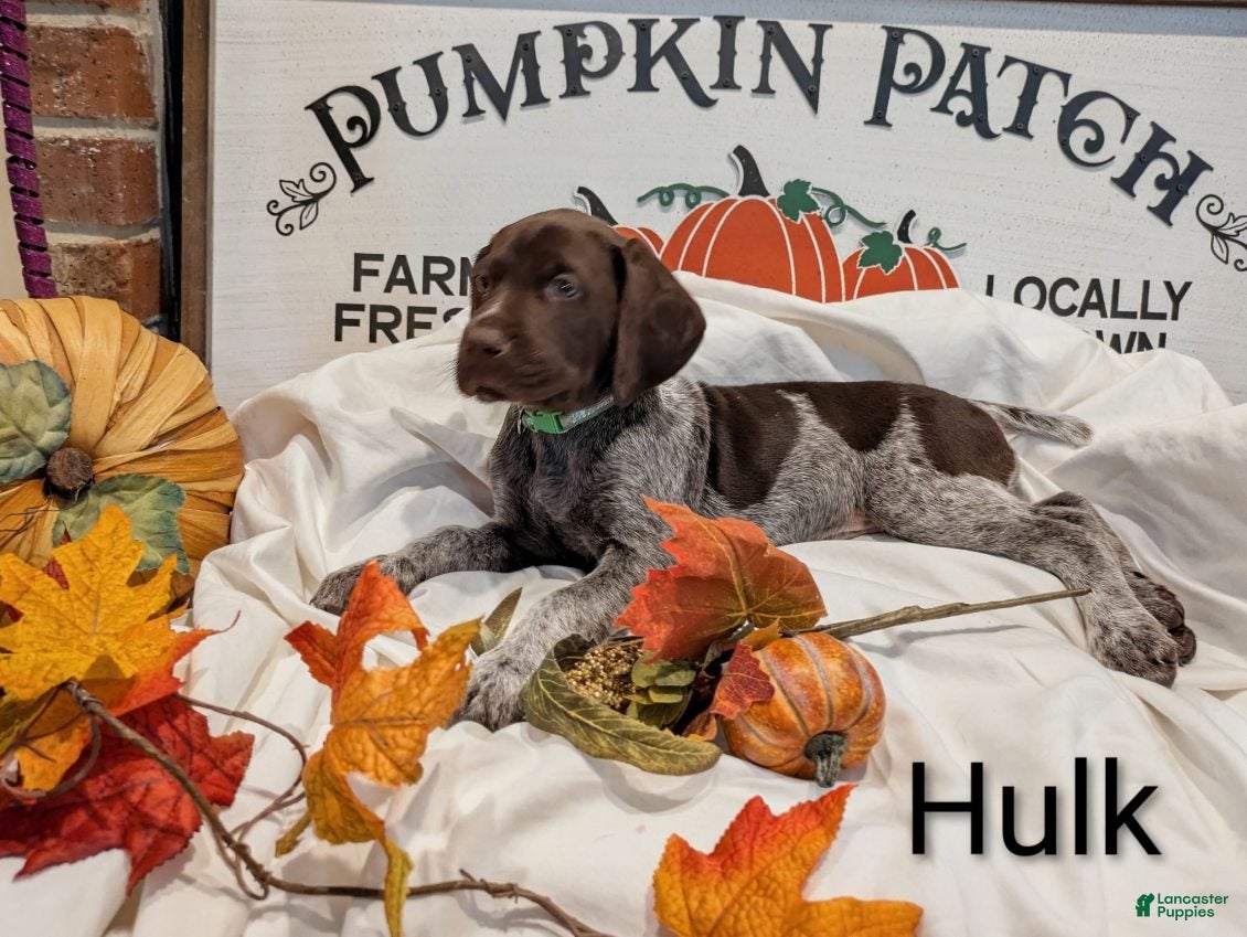 Hulk (German Shorthaired Pointer, Male) in Cabot, AR