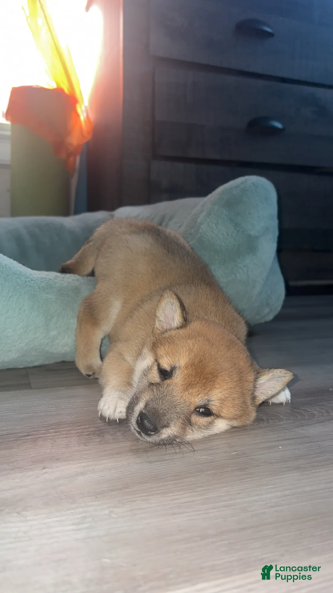 Shiba Inu dogs for sale: Sasha - Ad 7