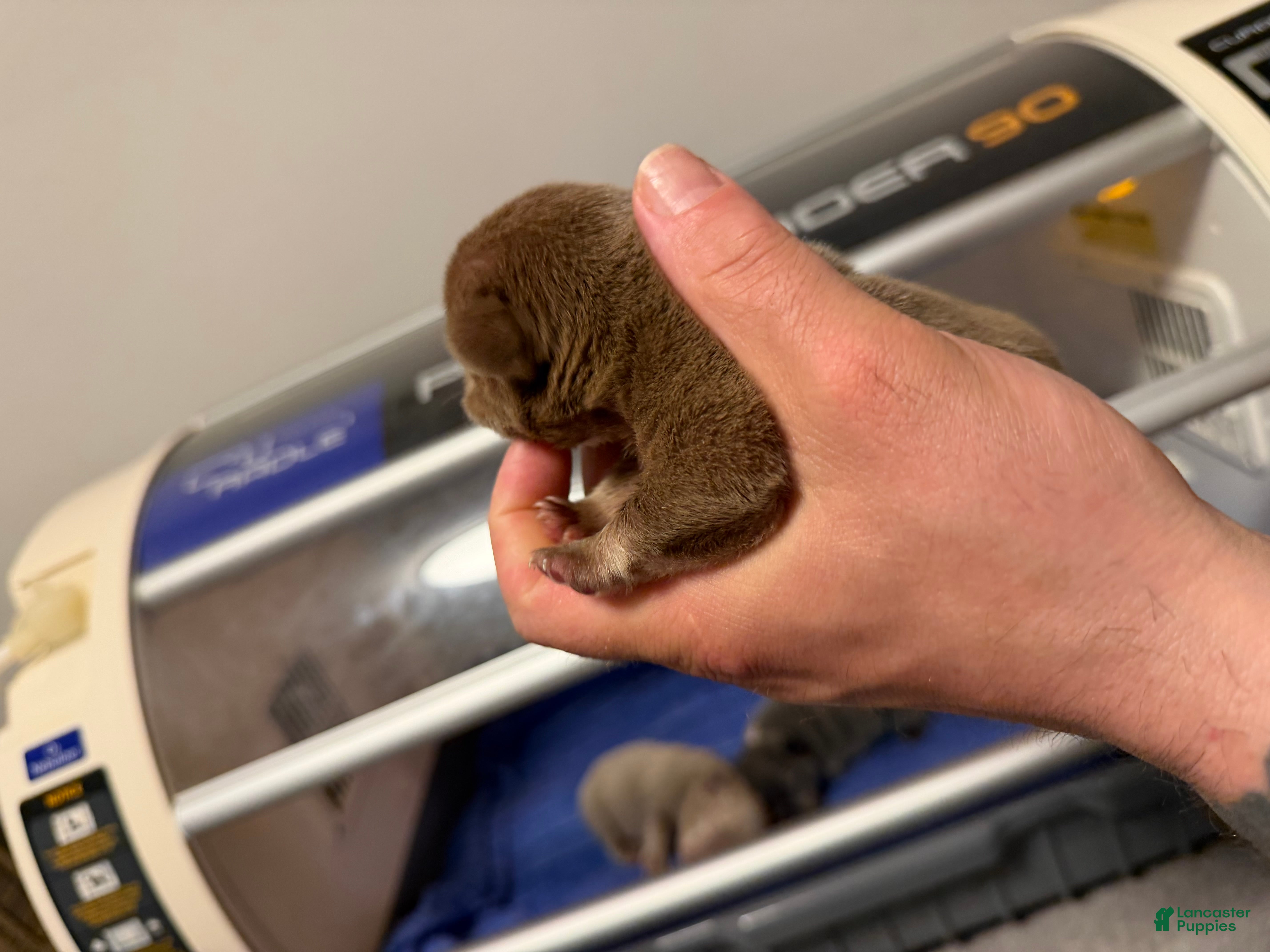 French Bulldog dogs Cappuccino - Ad 2