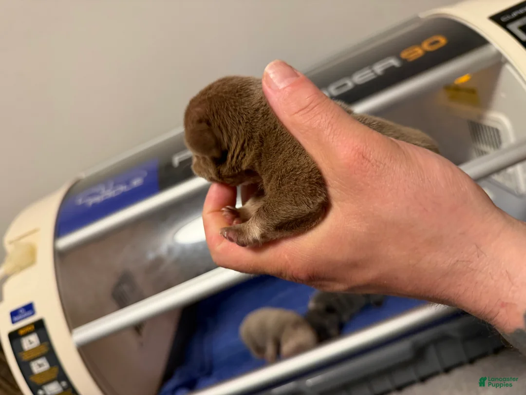 French Bulldog dogs for sale: Cappuccino - Ad 2