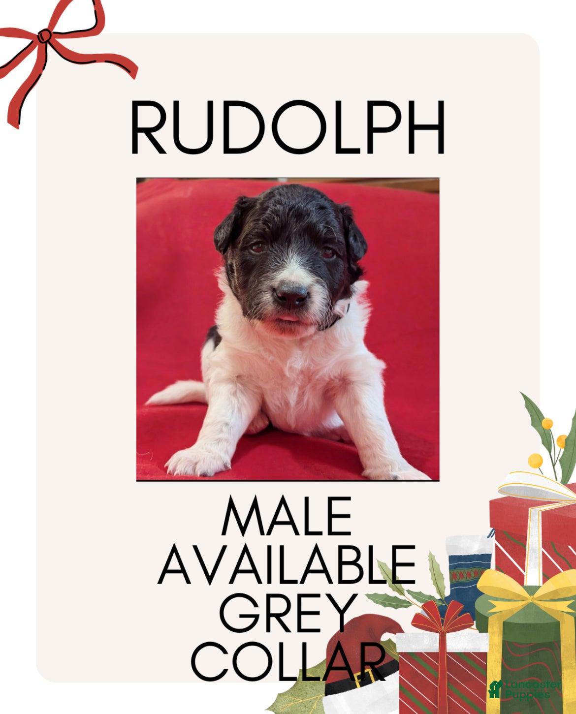 Mixed Breed dogs Rudolph - Ad 24