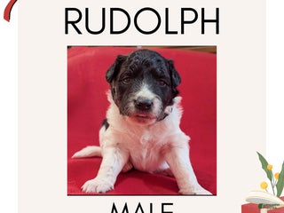 Mixed Breed dogs Rudolph - Ad 10