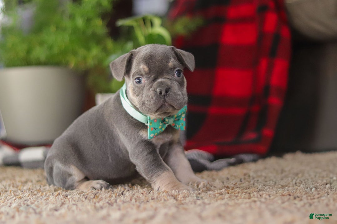 Frenchton dogs for sale: Leo - Ad 3