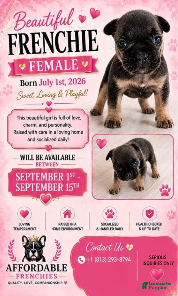 French Bulldog dogs Girl - Ad 13