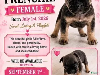 French Bulldog dogs Girl - Ad 13