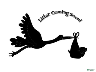 Mini Goldendoodle dogs Upcoming Litter Lady X Lord Lestat - Ad 18