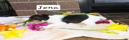 Wire Fox Terrier dogs for sale: (Jena) Wire Fox Terrier 3 - Ad 6