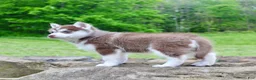 Pomsky dogs for sale: Violet - Ad 6