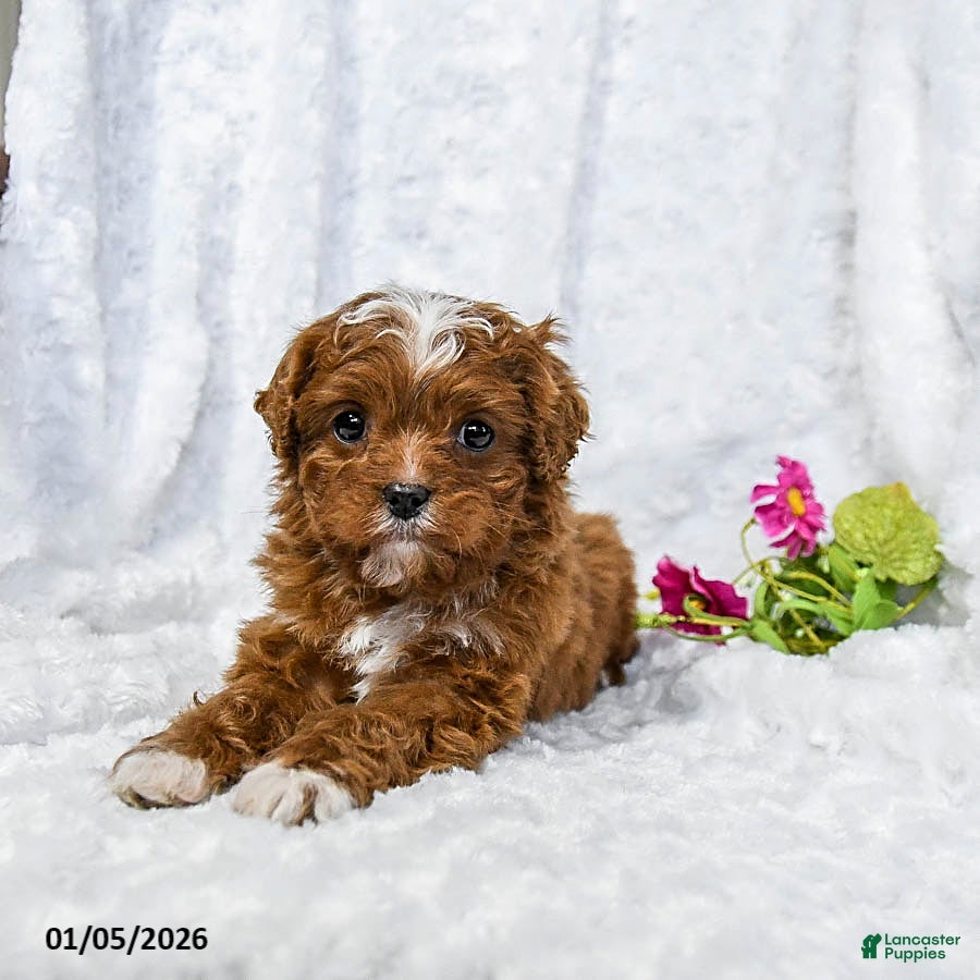 Cavapoo dogs Sammi - Ad 2