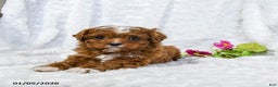 Cavapoo dogs for sale: Sammi - Ad 2