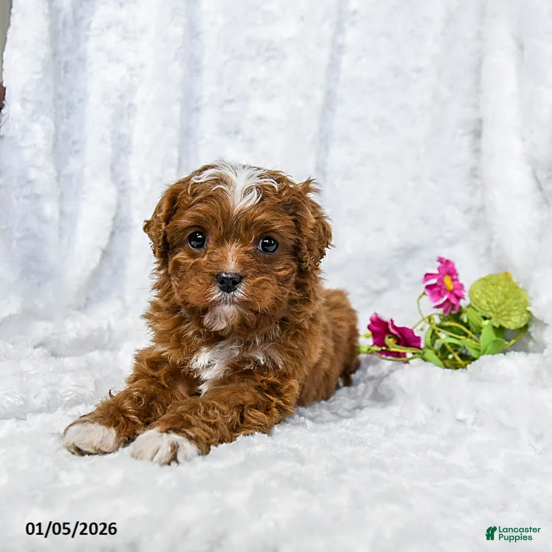 Cavapoo dogs for sale: Sir Sammi Lee of Mineridge - Ad 1