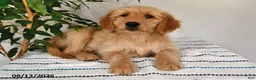 Goldendoodle dogs for sale: Caramel - Ad 5