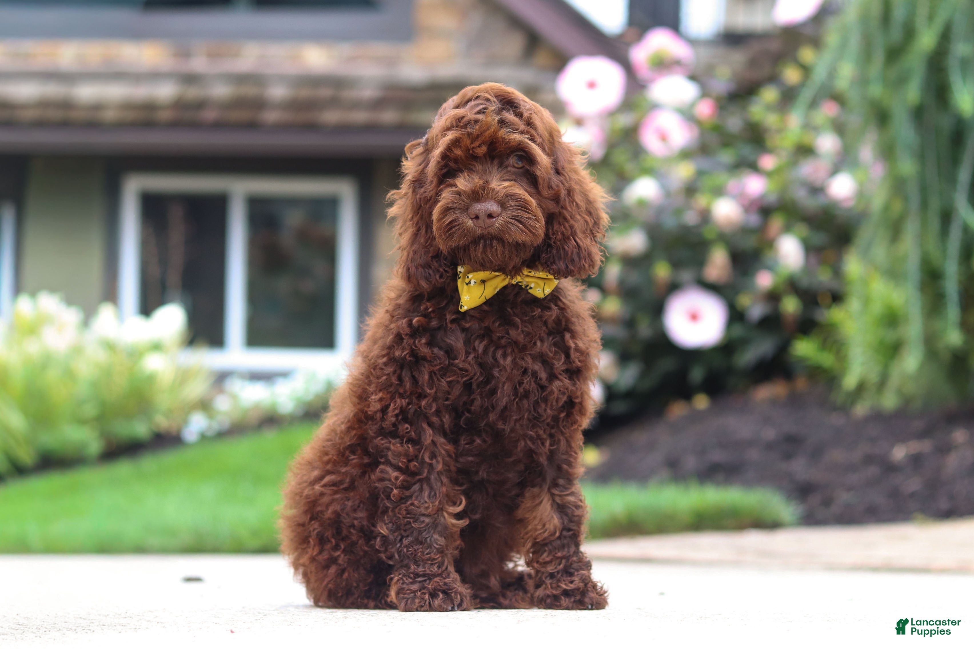 Cockapoo dogs Sammie - Ad 2