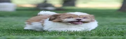 Shih Tzu dogs for sale: Dandy Shih Tzu  - Ad 2