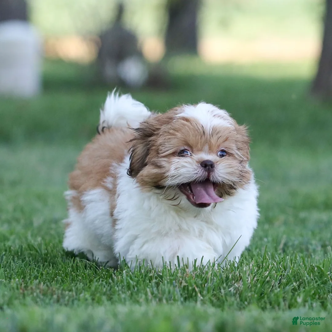 Shih Tzu dogs for sale: Dandy Shih Tzu  - Ad 2