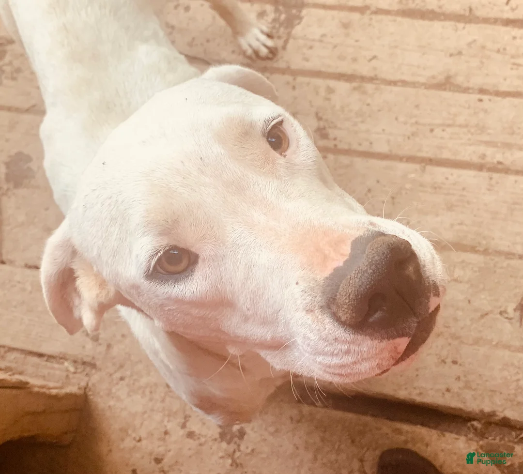 American Bulldog dogs for sale: American Bulldog Puppy 1 - Ad 2