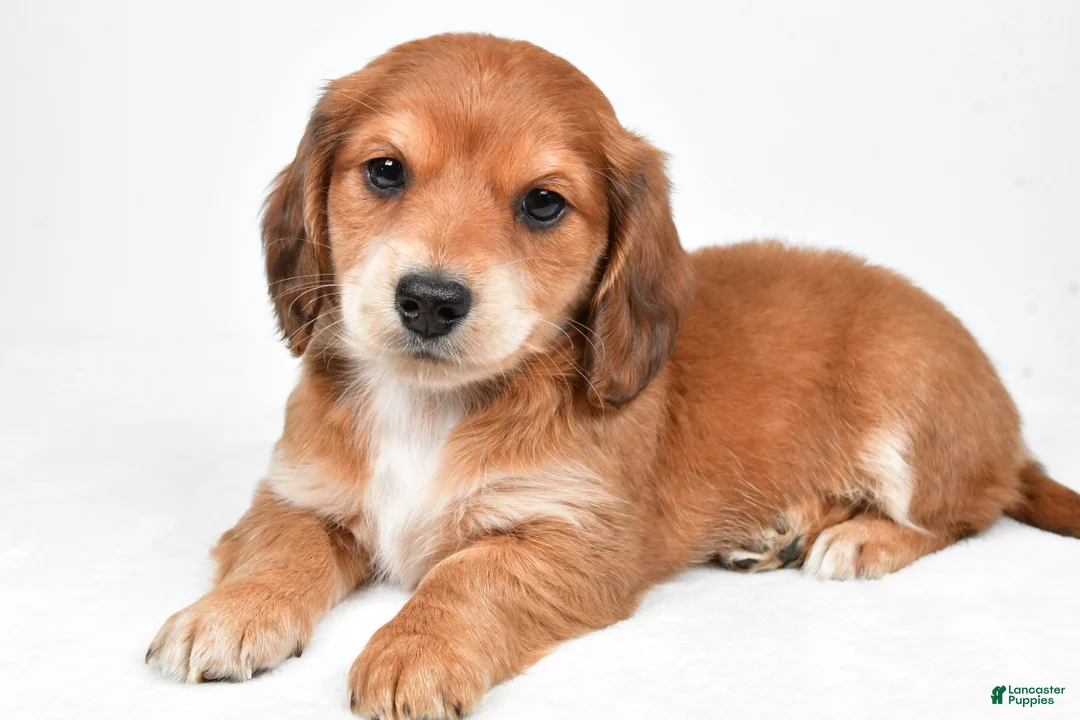 Miniature Dachshund dogs for sale: Sadie - Ad 1