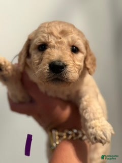 Goldendoodle dogs Purple Girl - Ad 1