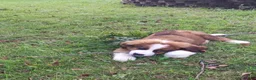 Mixed Breed dogs for sale: Marley - Ad 10