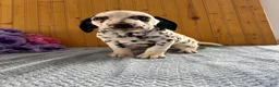 Dalmatian dogs for sale: Talia - Ad 6